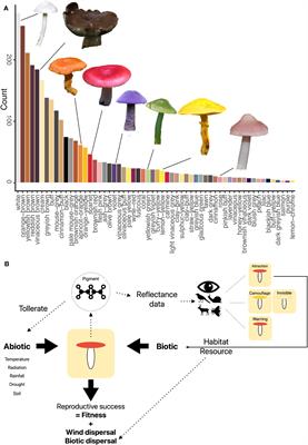 The unresolved ecological and evolutionary role of fungal fruit body coloration